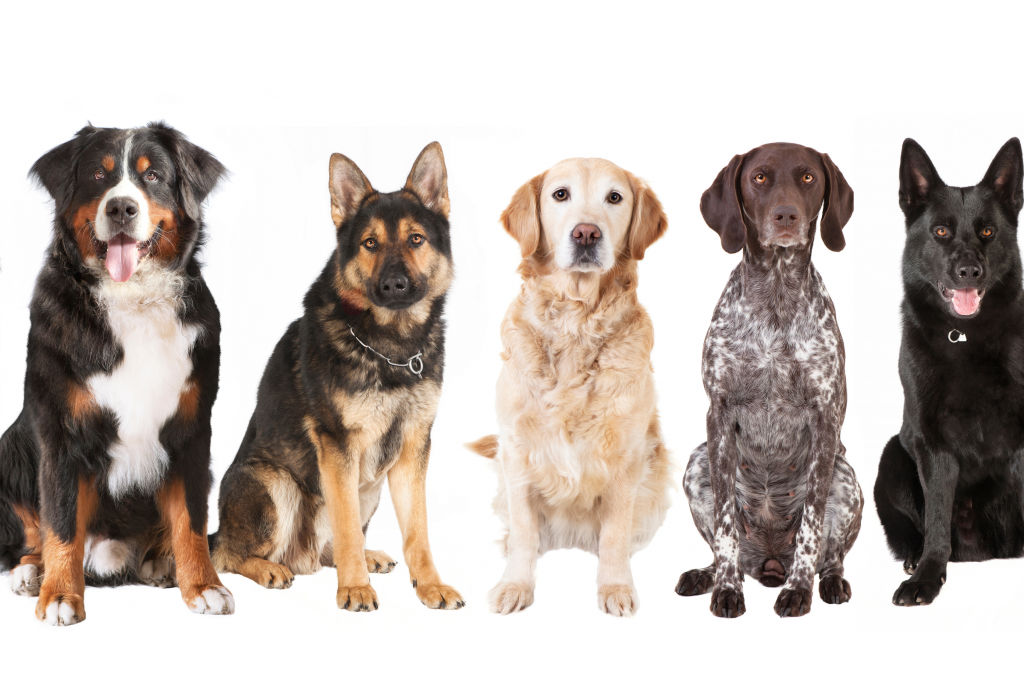 Five dogs of different breeds and colors sit side by side on a white background, looking towards the camera.