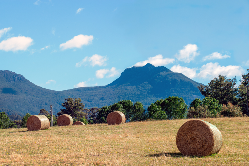 Round hay bales scattered across a grassy field with green trees and a mountain range in the background under a blue sky with scattered clouds.