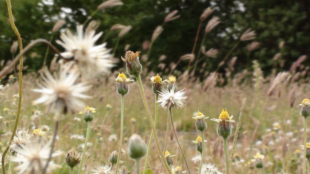 Close-up of wildflowers with white petals and yellow centers in a grassy field, with blurred plants and green trees in the background. The scene appears natural and slightly overgrown.