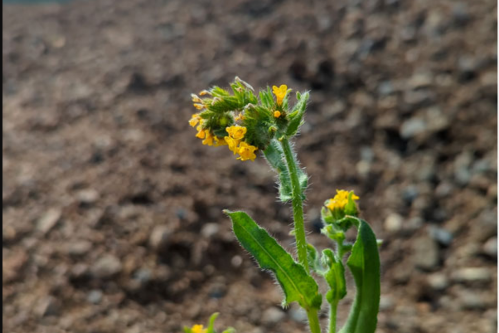 A close-up of a small plant with yellow flowers and green fuzzy stems, growing in front of a blurred brown soil background.