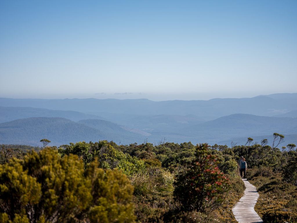 A person walks on a wooden boardwalk through green shrubs with distant blue mountains and a clear sky in the background.