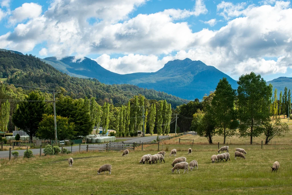 A flock of sheep grazes on a green field near a road lined with tall trees, with forested hills and mountains in the background under a partly cloudy sky.