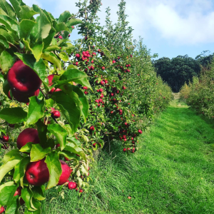 Rows of apple trees with abundant red apples growing on their branches line a grassy path under a partly cloudy blue sky.