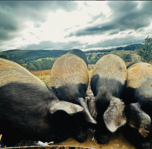 Four pigs with dark and light markings stand close together, eating from a trough, with rolling green hills and a cloudy sky in the background.
