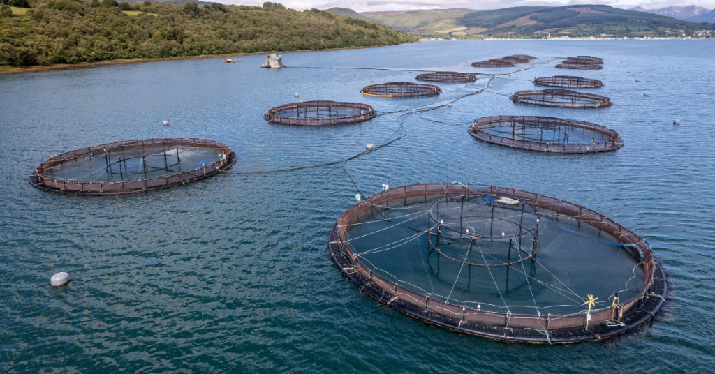 Large circular fish farming nets float on a calm body of water near a forested shoreline and distant hills, connected by walkways and cables, under a partly cloudy sky.