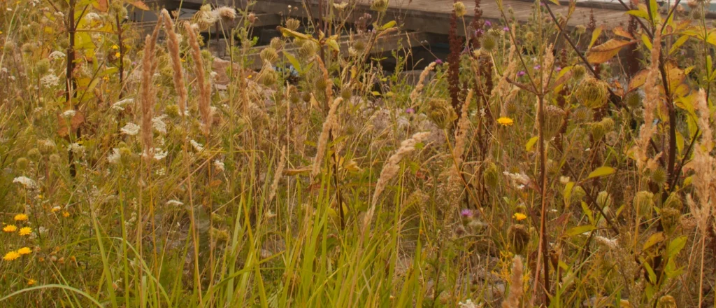 Tall wild grasses and various wildflowers grow densely in the foreground, with a blurred wooden structure visible in the background. The scene looks natural and untamed.