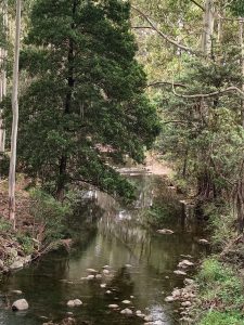 A calm, shallow creek flows through a lush forest with tall trees and dense greenery, reflecting the foliage above. Smooth rocks are scattered in the water and along the banks.