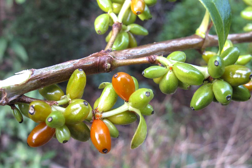 A close-up of a branch with clusters of small, oval berries in various stages of ripening, ranging from green to orange, set against a blurred outdoor background.