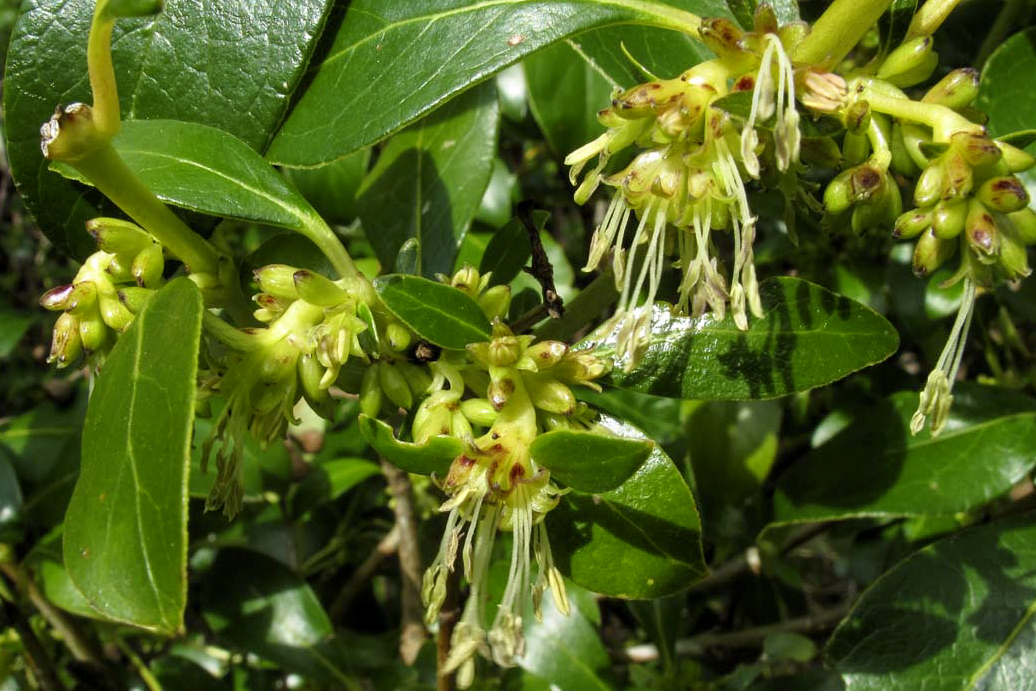 Close-up of green leaves and clusters of small, yellowish-green flowers with long, thin stamens on a shrub. The flowers hang downward and appear to be in early bloom.