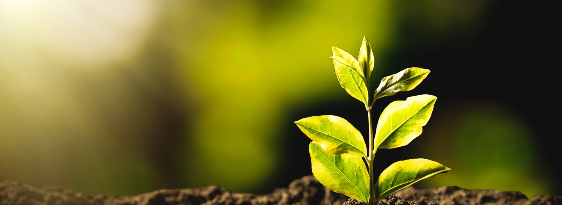A small green plant with fresh leaves grows from dark soil, illuminated by soft sunlight against a blurred yellow-green background.