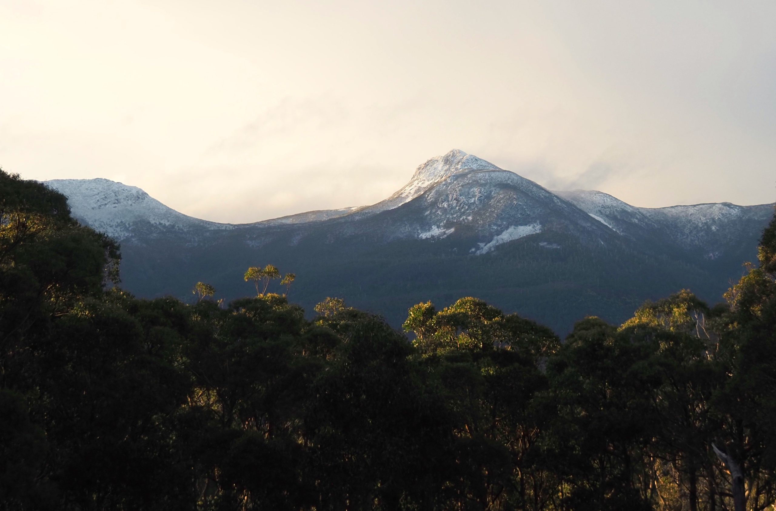 Snow-capped mountains rise behind a dark forest in soft morning light.