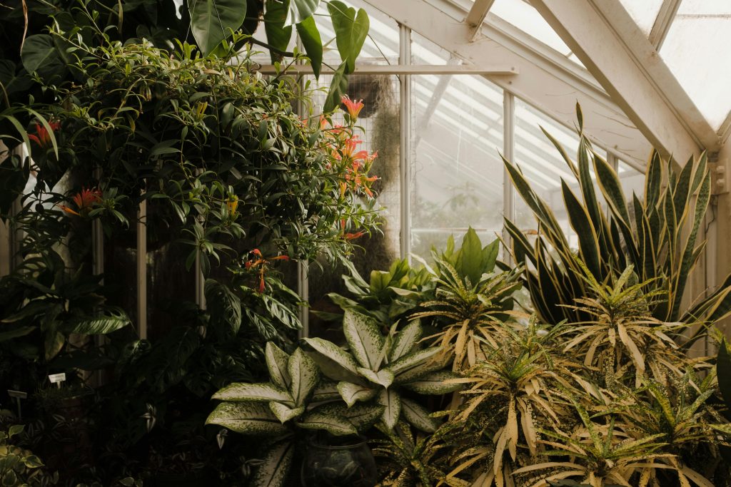 A lush greenhouse filled with various leafy green plants, some with variegated leaves and a few with bright orange flowers, under soft natural light streaming through glass panels.