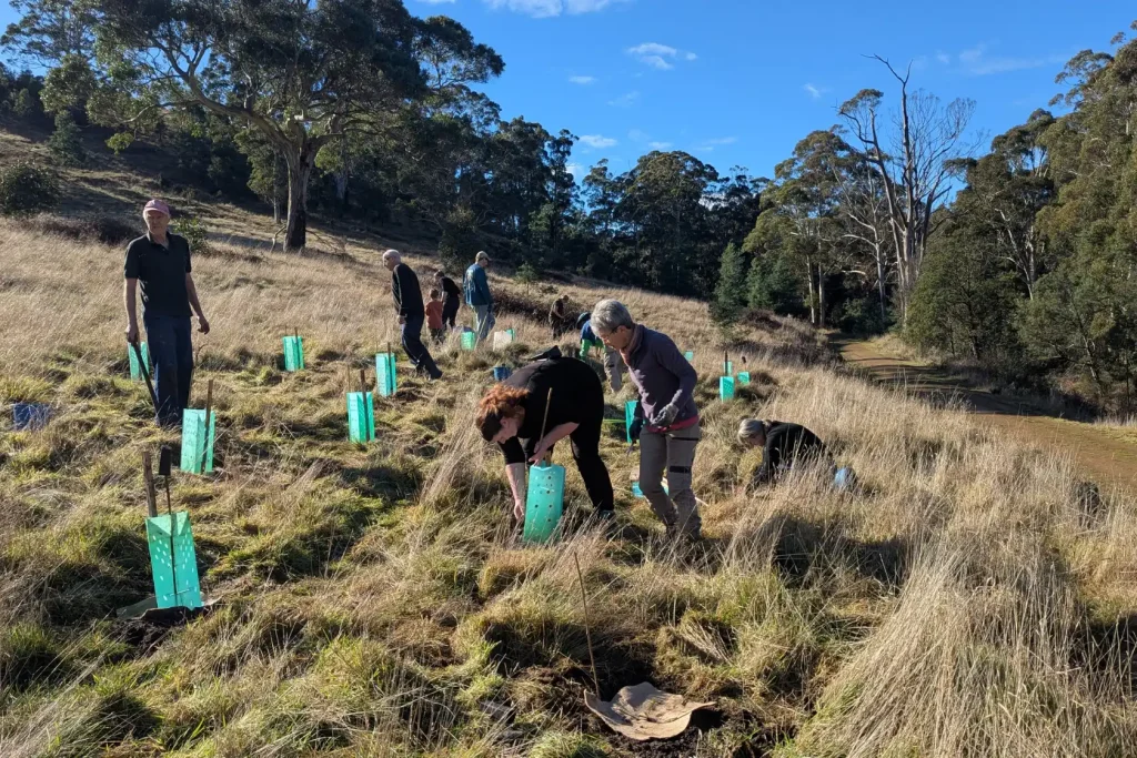 A group of people plant young trees in a grassy, hilly area on a sunny day. Some individuals bend down, working with green tree guards, while others stand nearby surrounded by trees and tall grass.