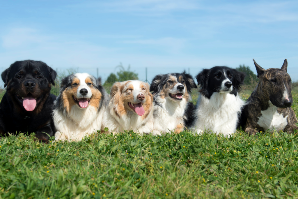 Six dogs of various breeds, including a Rottweiler and a Bull Terrier, lie on green grass in a row under a blue sky, all facing forward with their tongues out, appearing happy and relaxed.