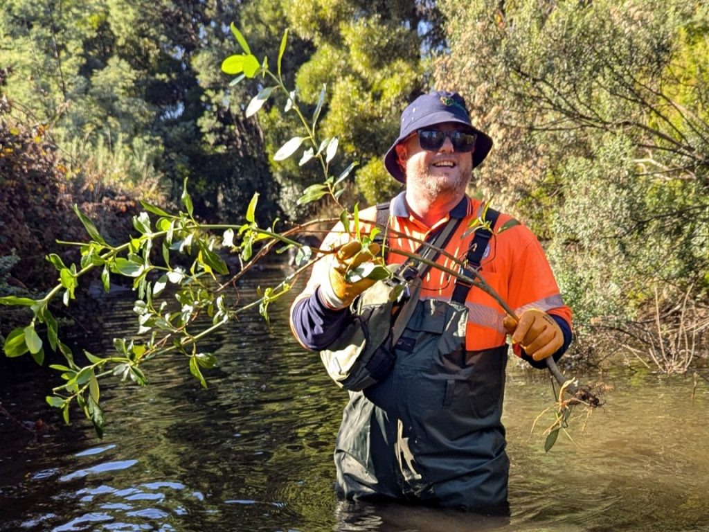 A person wearing sunglasses, a blue hat, orange shirt, and waders stands knee-deep in a creek, holding a leafy plant branch. Sunlight filters through leafy trees in the background.