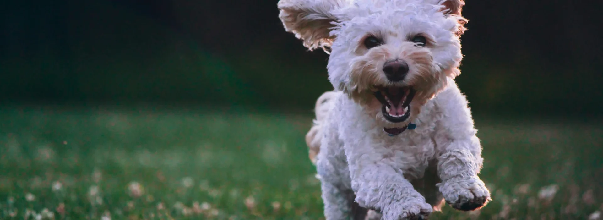 A small, fluffy white dog runs joyfully across a grassy field, ears flapping and mouth open in a happy expression. The background is blurred, emphasizing the dogs movement and excitement.