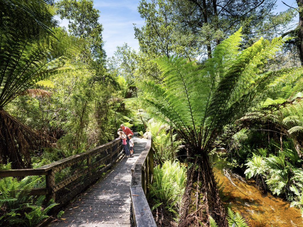 A family walks along a wooden boardwalk through a lush, green forest with tall ferns and a stream running alongside on a sunny day.