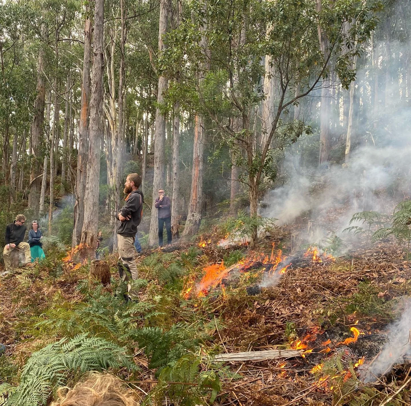 Several people stand and sit among tall trees, observing a small, controlled fire burning on the forest floor amid smoke and green ferns.