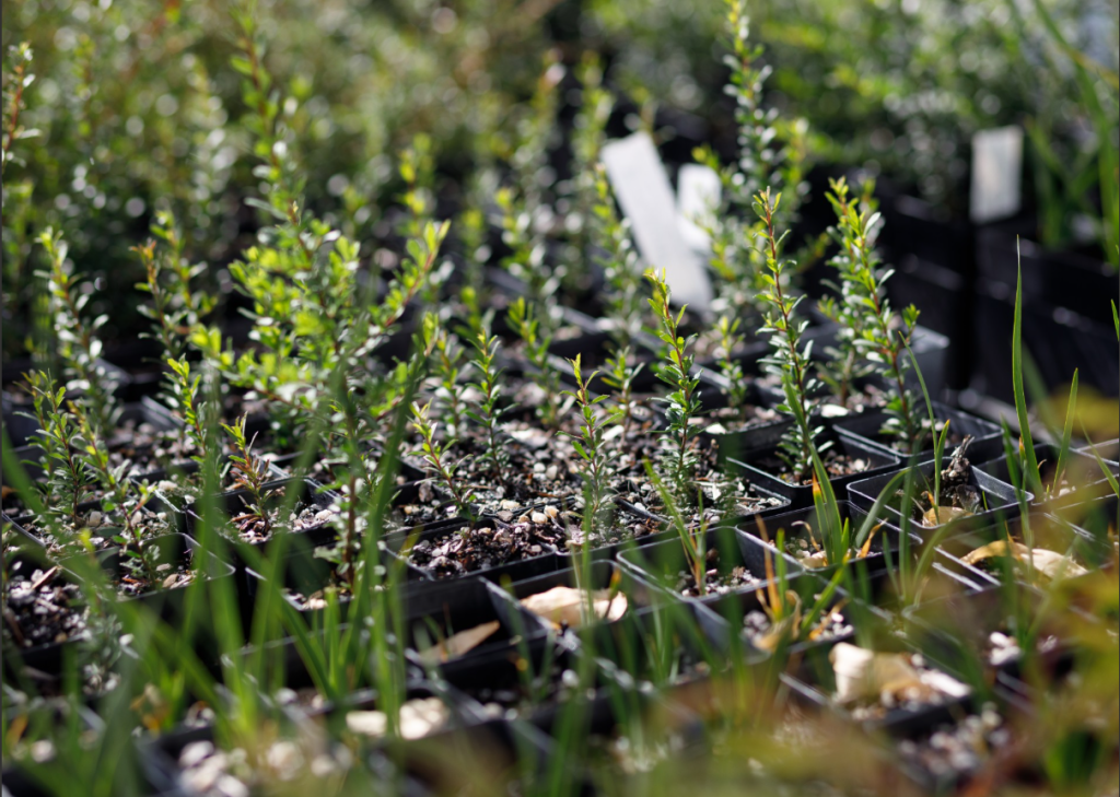 Young green plants grow in rows of black plastic pots filled with soil. The background is blurred, drawing focus to the seedlings in the foreground. Some white plant tags are visible among the pots.