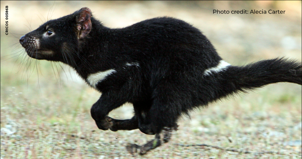 A Tasmanian devil runs across grass. Text below advertises a University of Tasmania event about Tasmanian devils coexisting with two cancers, held on Sunday, 16 August, at Palais Theatre, Franklin.