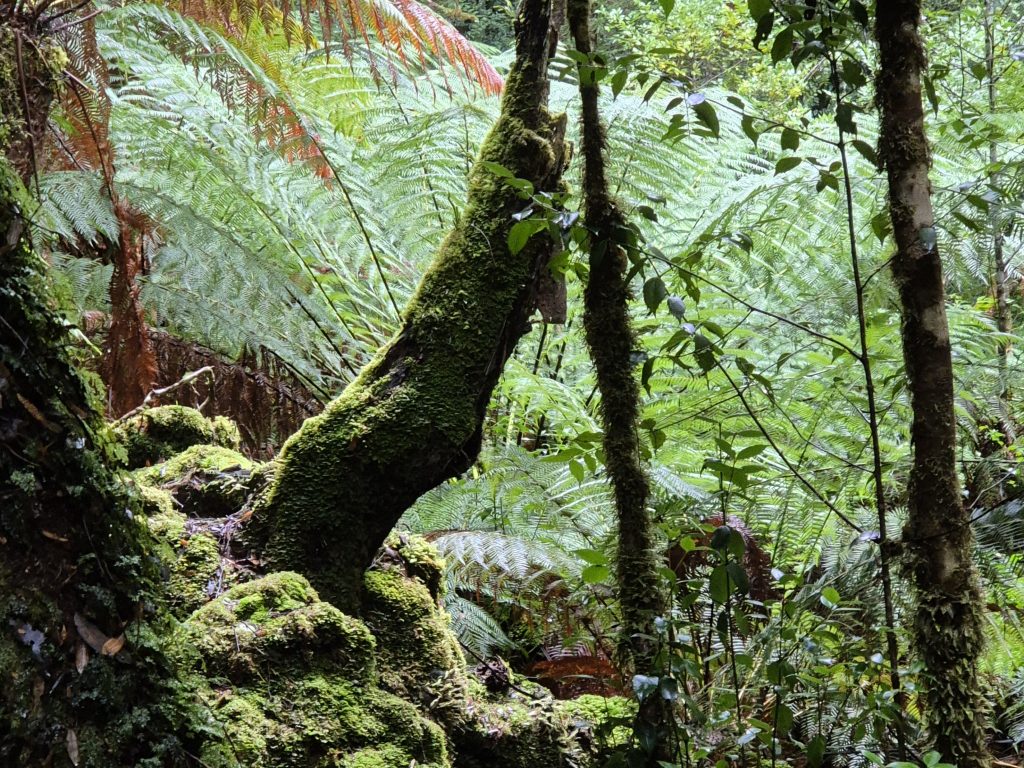 Moss-covered tree trunks and rocks dominate a lush, green forest scene, with large ferns and dense foliage in the background.