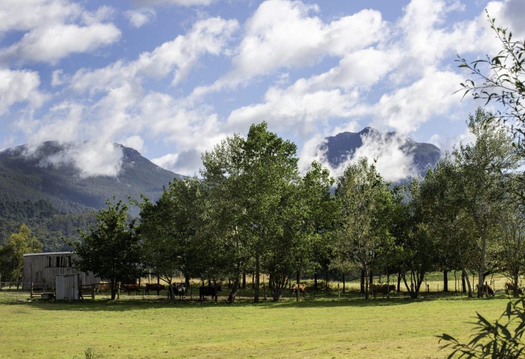 A grassy field with cows grazing near a row of trees, mountains in the background, and scattered clouds in a blue sky. A small shed stands on the left side of the image.