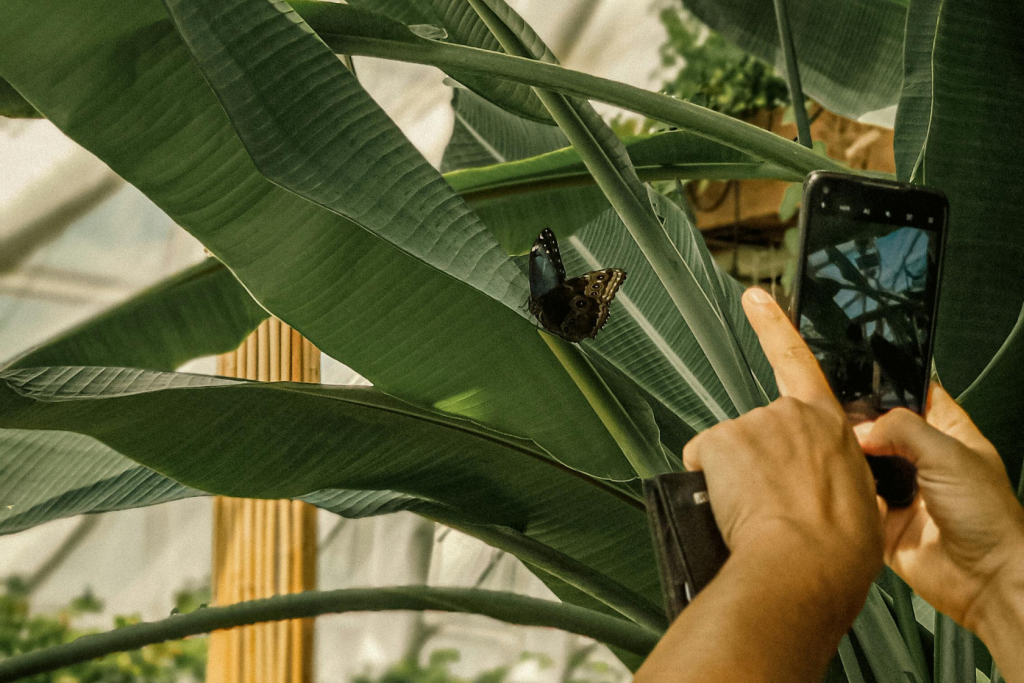 A person takes a photo of a dark butterfly with spots resting on a large green leaf in a sunlit indoor garden.