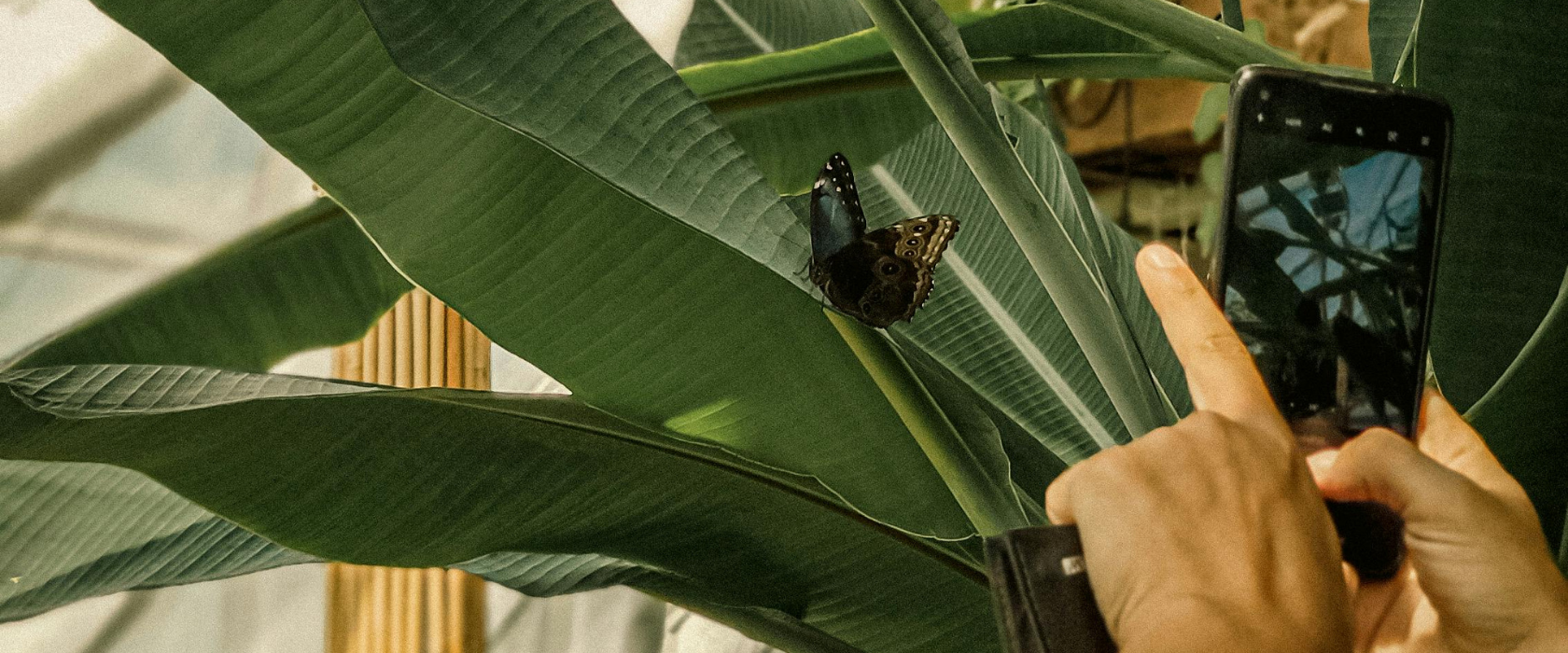A person takes a photo of a dark butterfly with spots resting on a large green leaf in a sunlit indoor garden.