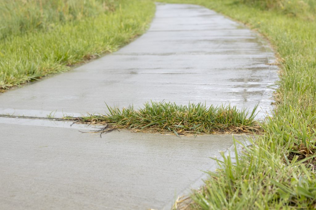 A wet, curved sidewalk with a section uplifted by grass growing through a crack. Green grass lines both sides of the path.