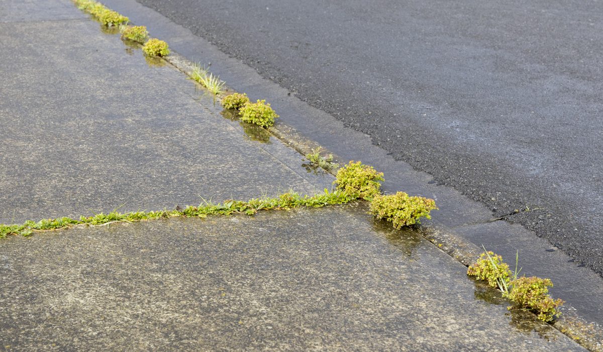 Small green weeds growing between the cracks of a wet concrete sidewalk next to an asphalt street, with water pooling along the edges after rain.