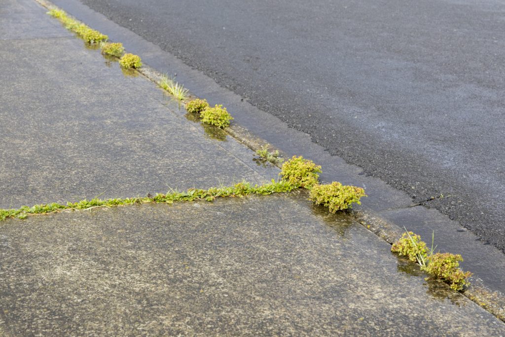 Small green weeds and grass grow along the cracks and edges of a wet concrete sidewalk next to an asphalt road. Puddles and water suggest recent rain.