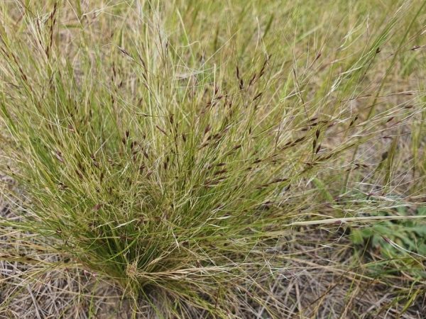 A clump of tall green and tan ornamental grass with small dark seed heads.