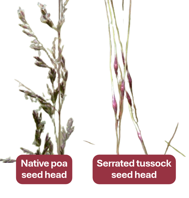 Side-by-side comparison of a native poa seed head and a serrated tussock seed head.